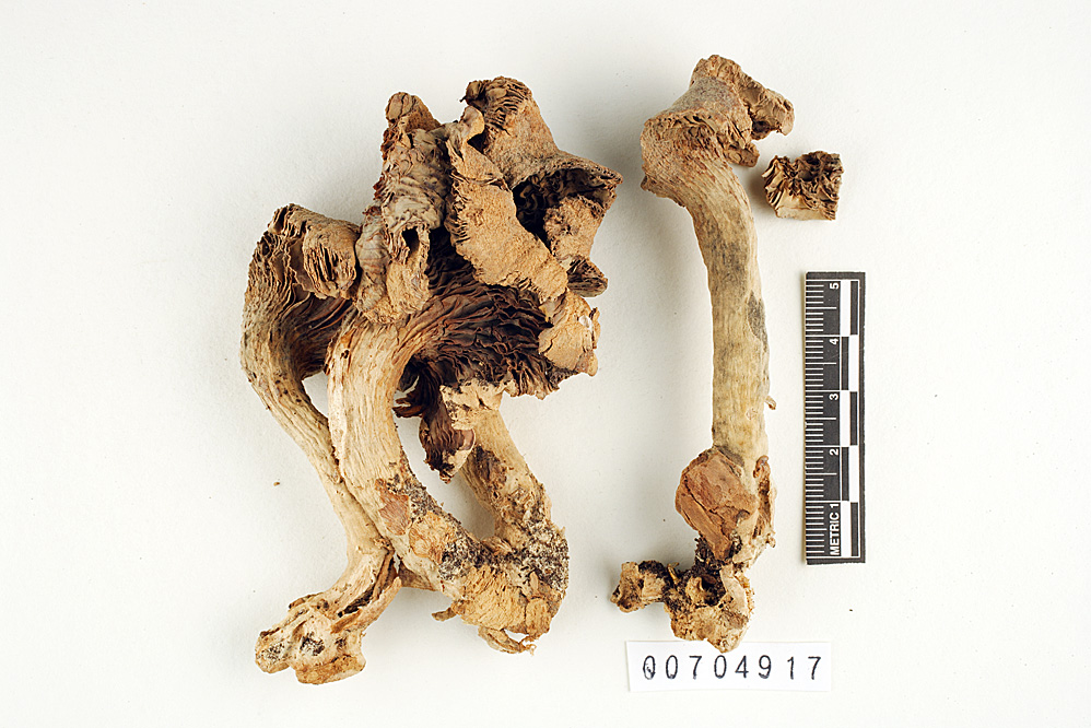 Pleurotus albidus image