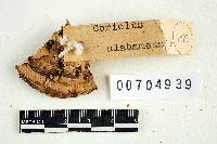 Bjerkandera adusta image