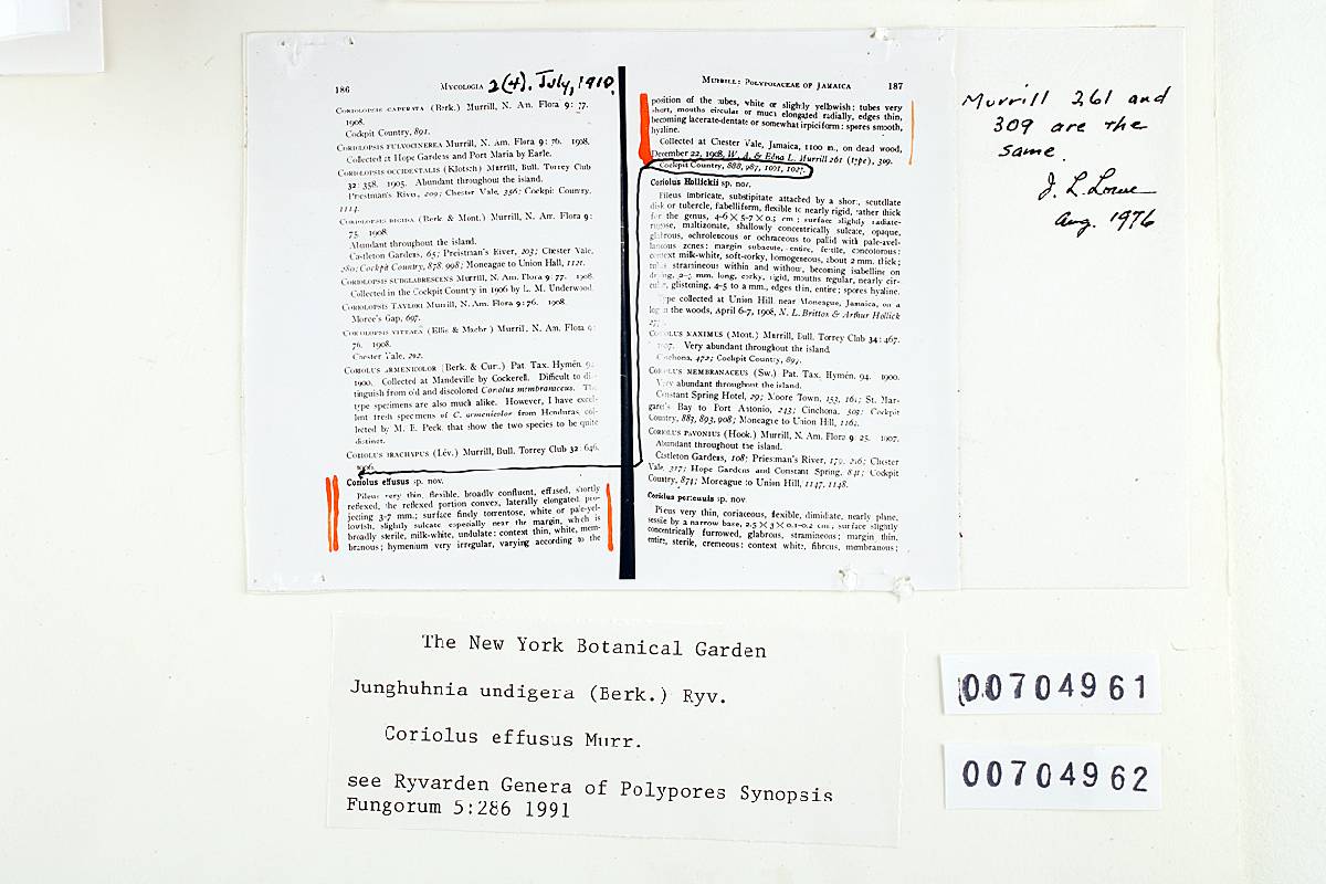 Junghuhnia undigera image