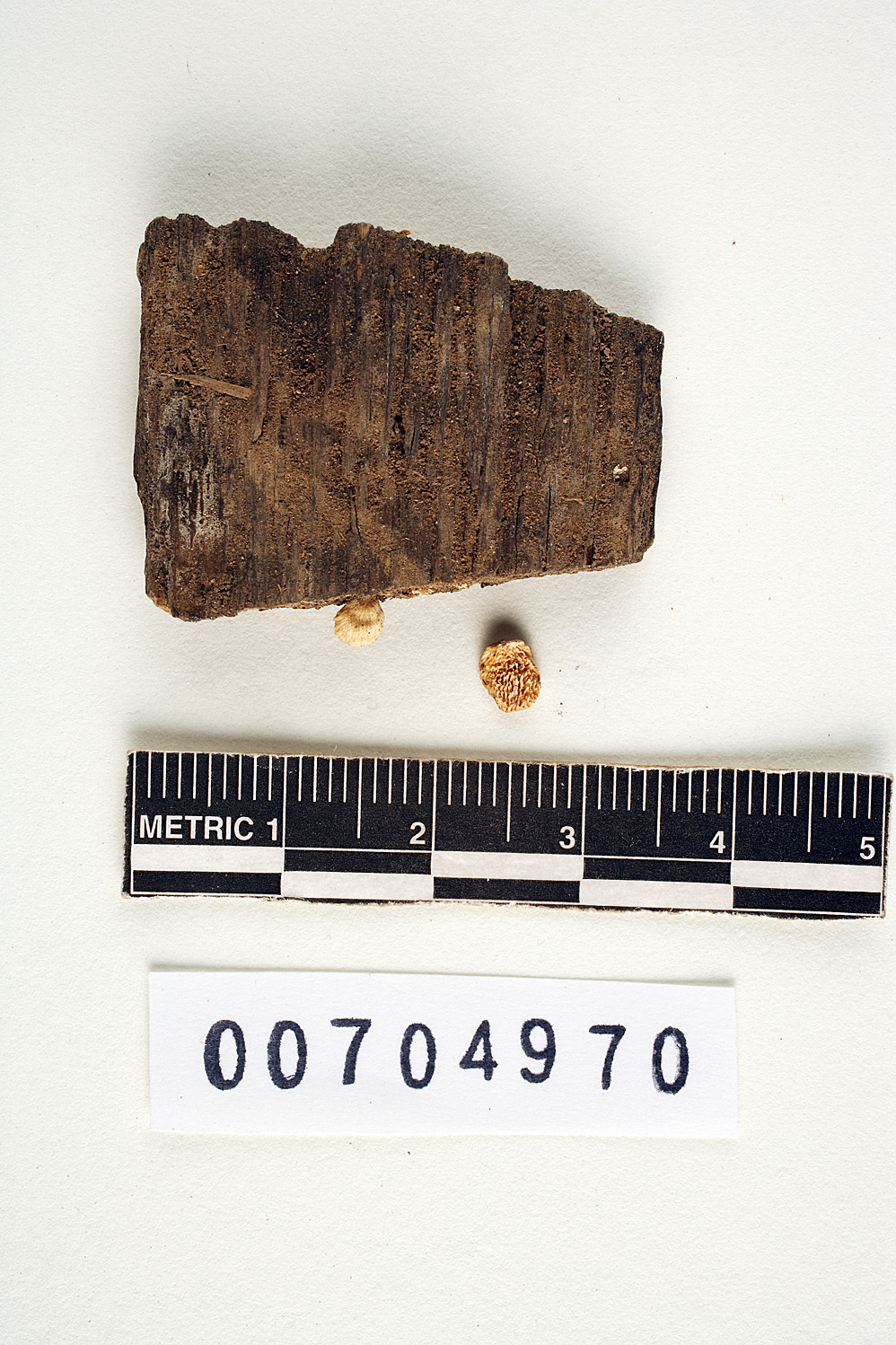 Coriolus irpiciformis image