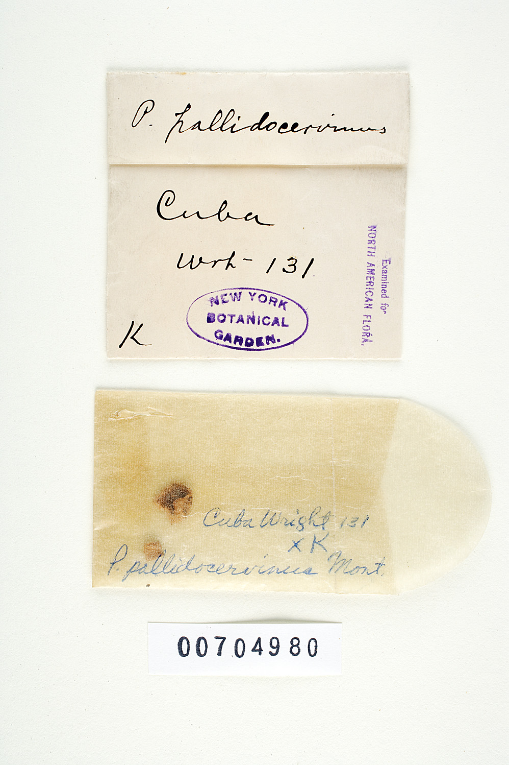 Coriolus pallidofulvellus image