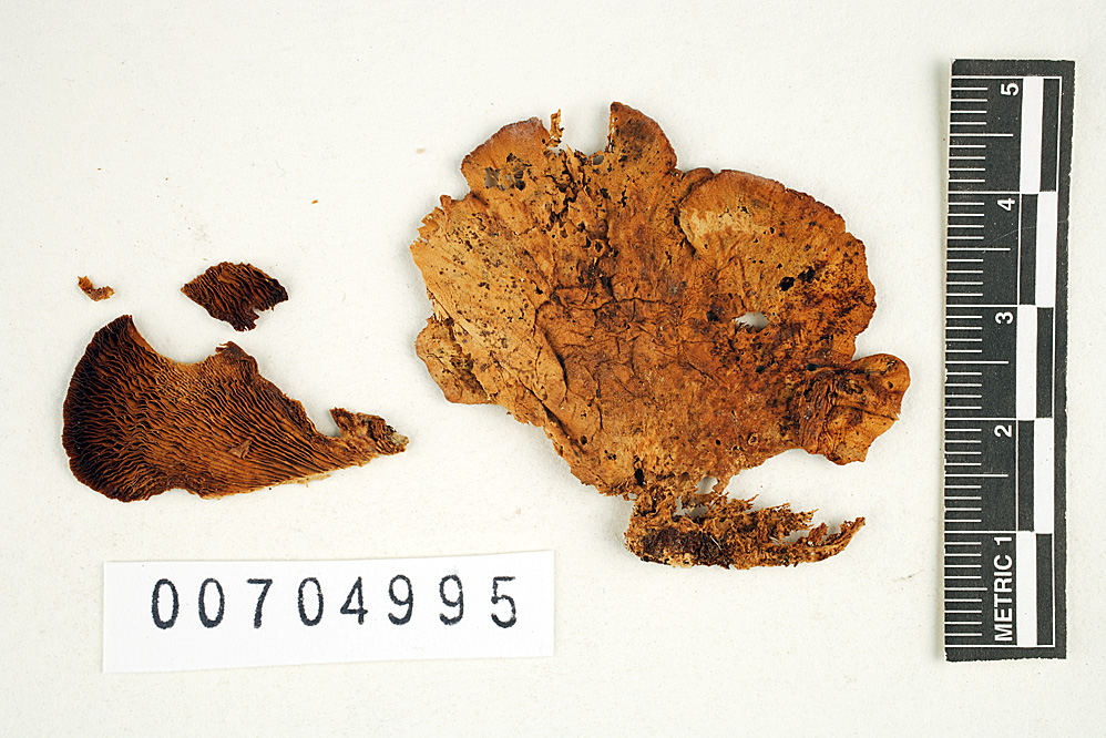 Lentinus connatus image