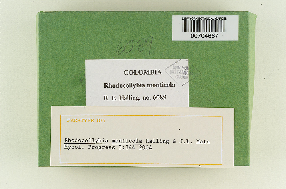 Rhodocollybia monticola image