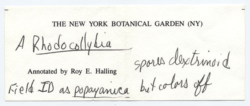 Rhodocollybia monticola image