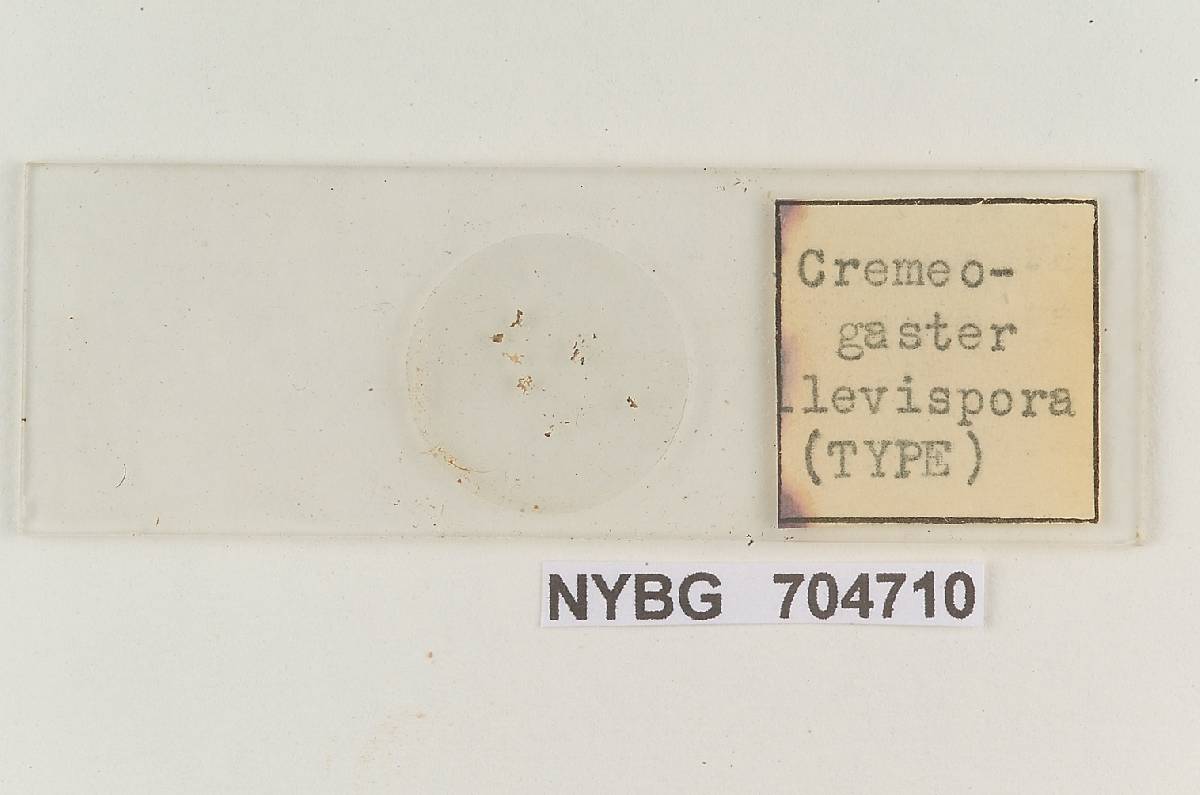 Leucophleps levispora image