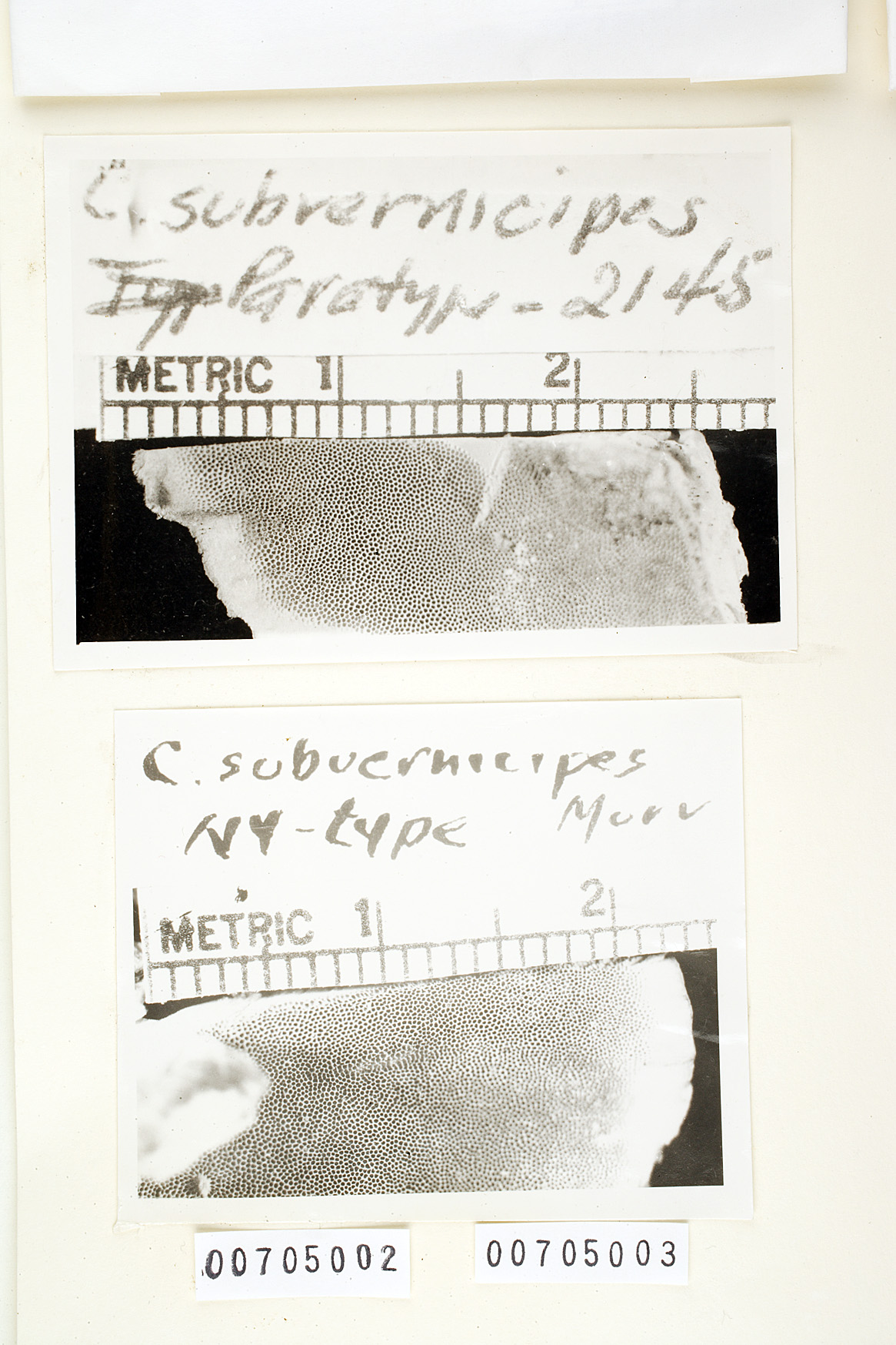 Microporus vernicipes image