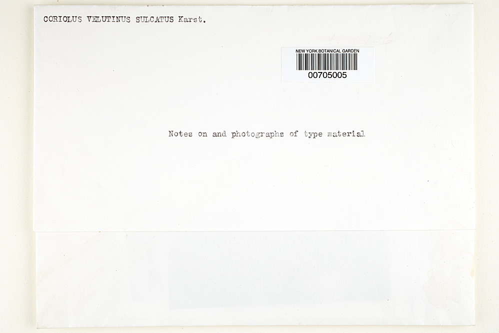 Coriolus velutinus subsp. sulcatus image