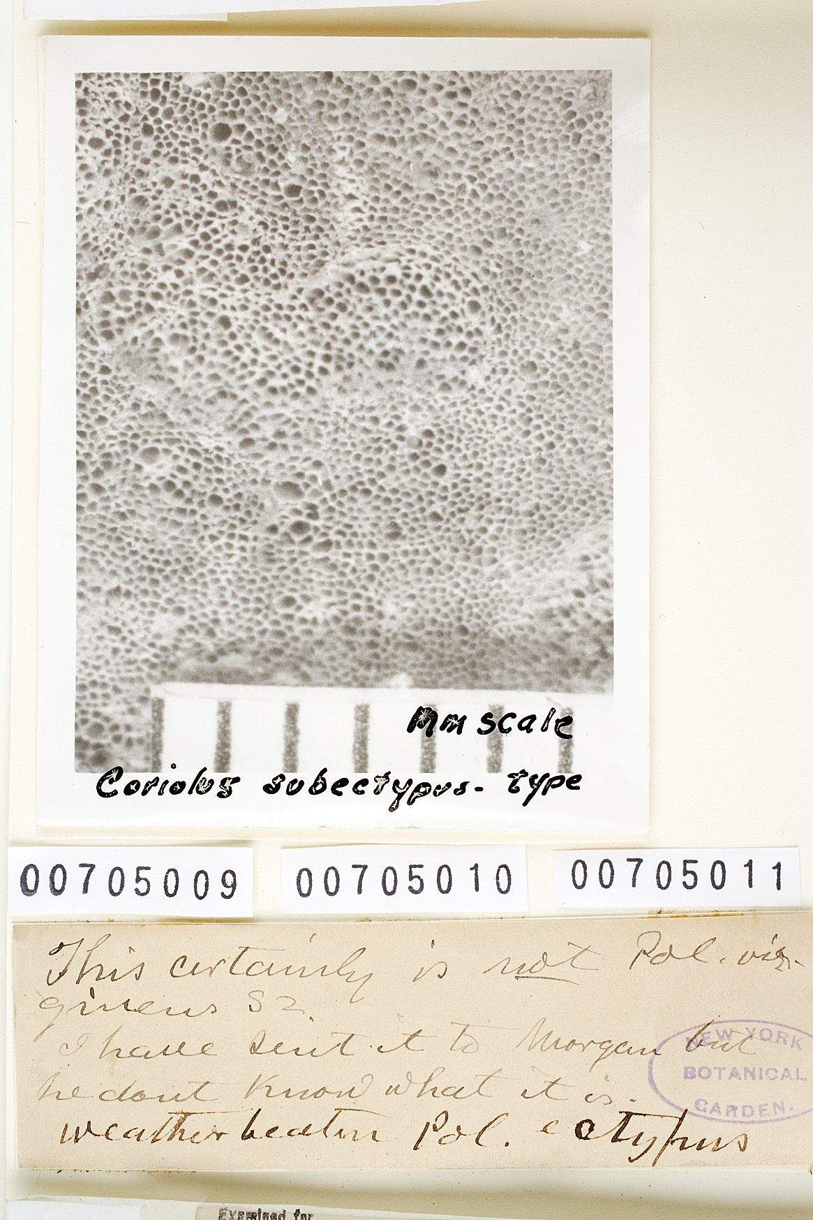 Trametes subectypa image