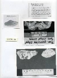 Daedalea quercina image