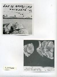 Daedalea quercina image