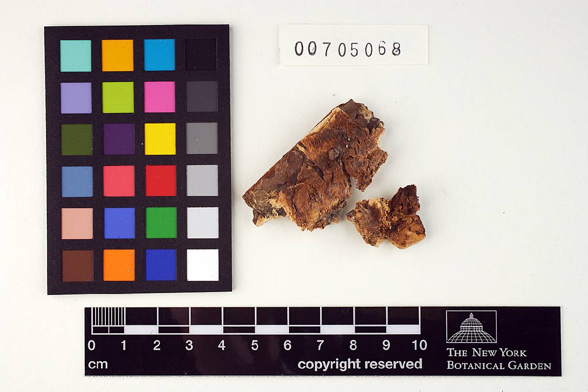 Dichomitus squalens image