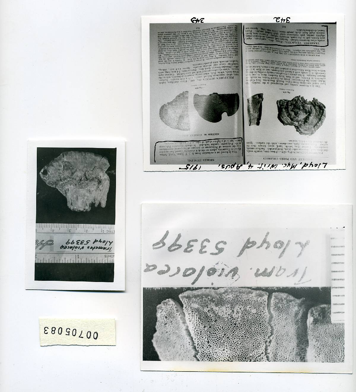 Trametes violacea image