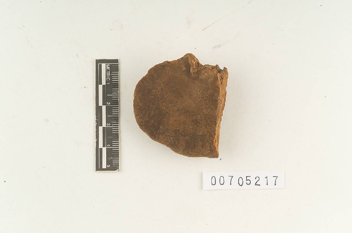 Phellinus coffeatoporus image