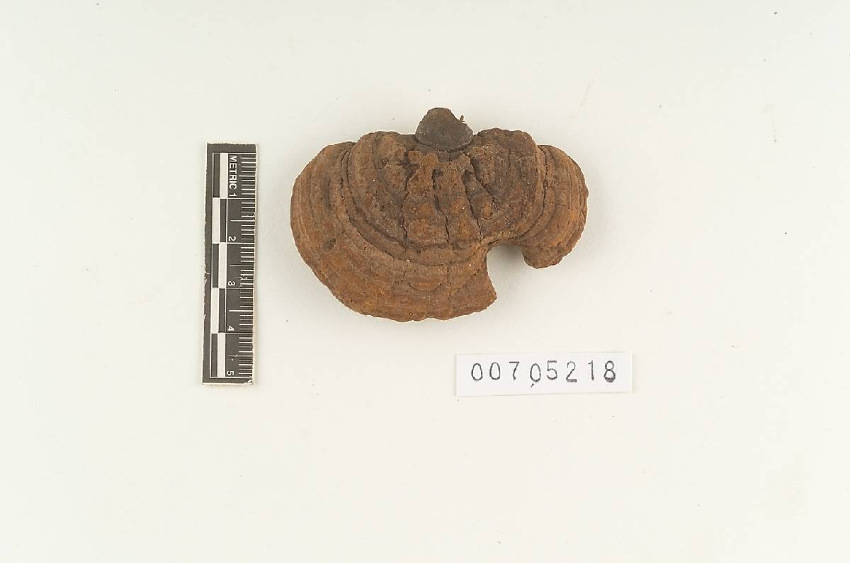 Phellinus coffeatoporus image