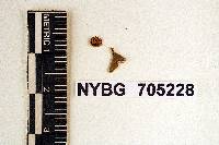 Phylloporia parasitica image