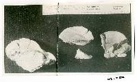 Bjerkandera adusta image