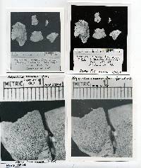 Antrodiella versicutis image