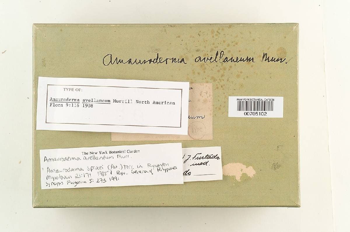 Amauroderma sprucei image