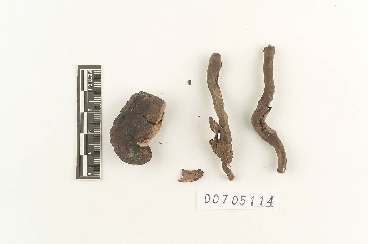 Amauroderma rugosum image