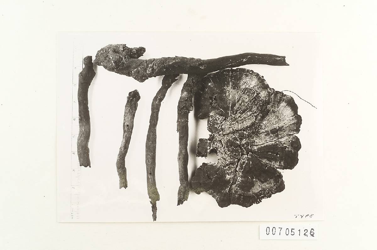 Ganoderma fasciculatum image