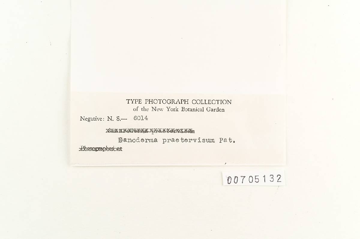 Amauroderma praetervisum image