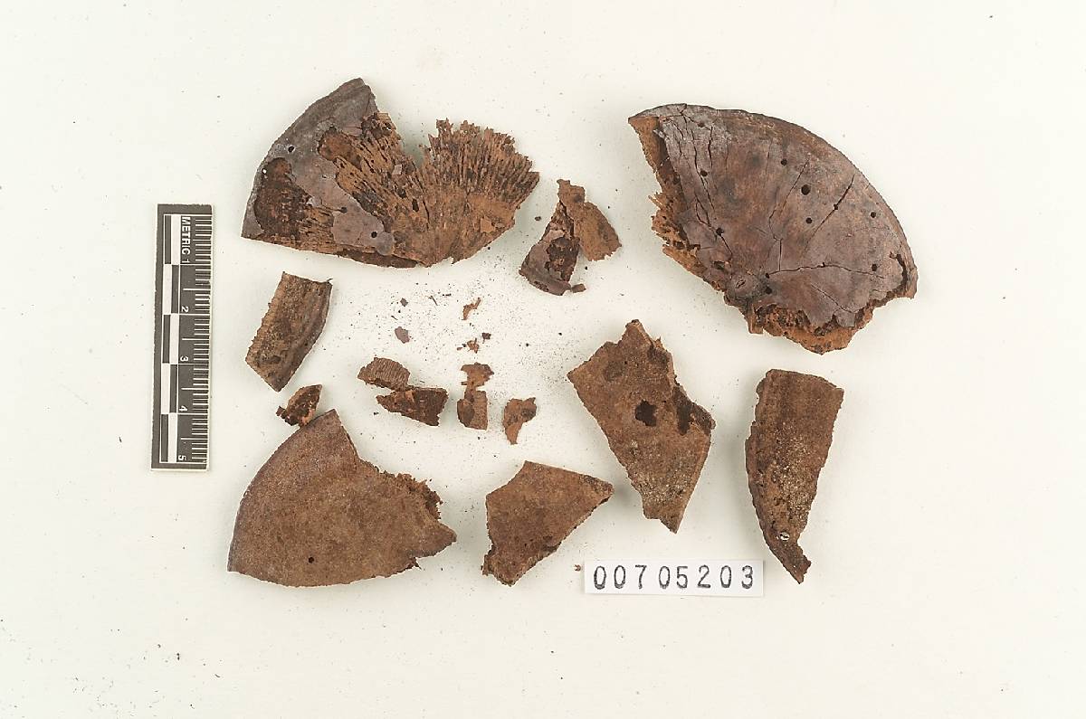 Amauroderma preussii image
