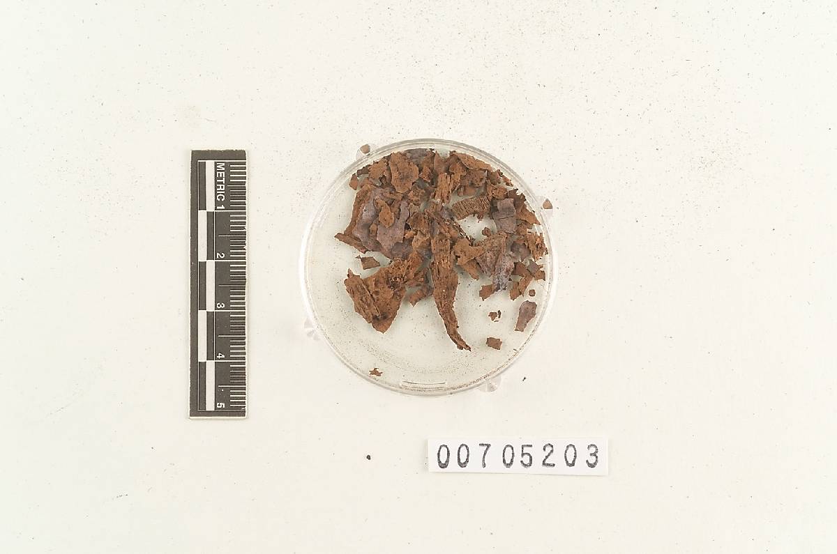 Amauroderma preussii image