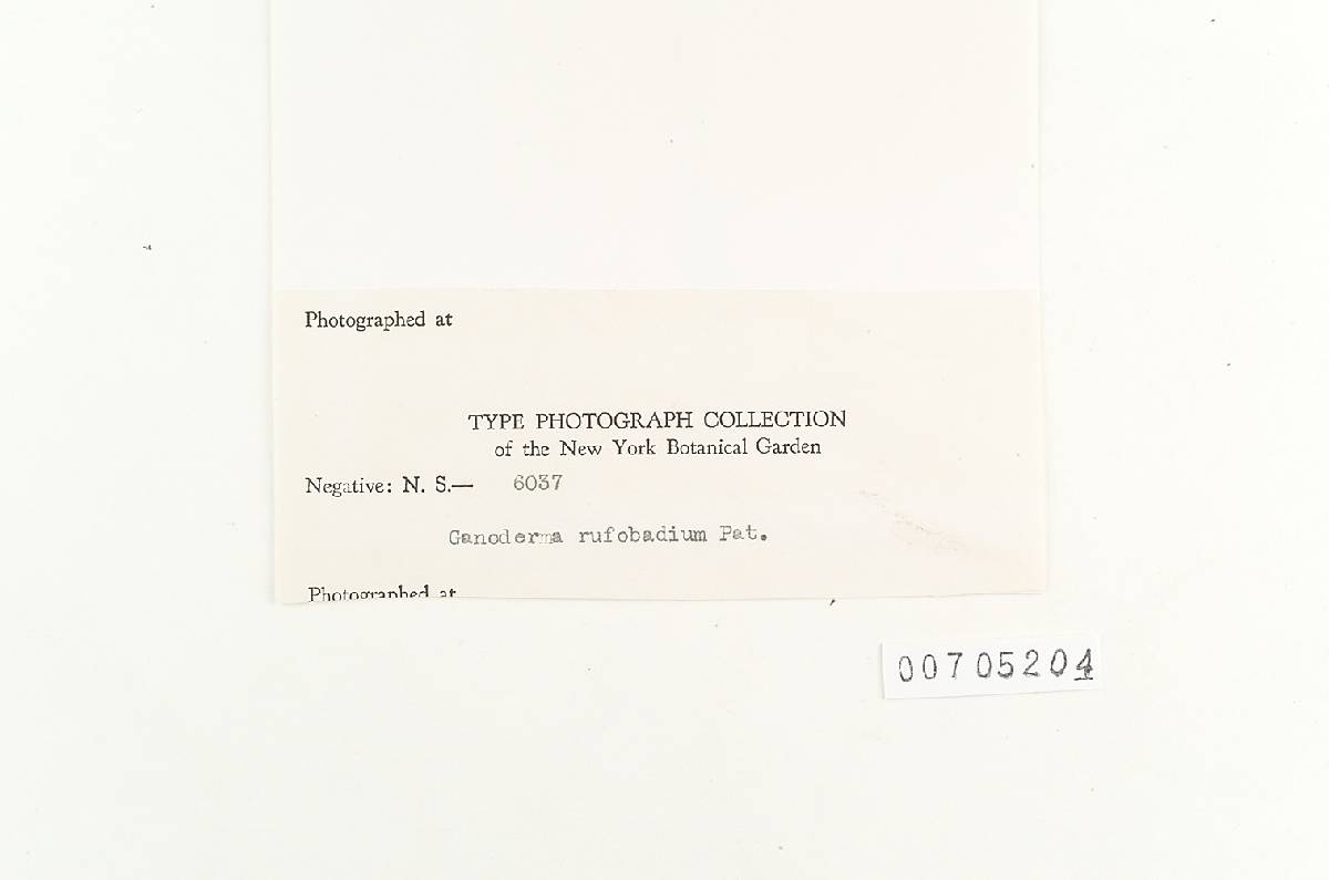 Amauroderma exile image