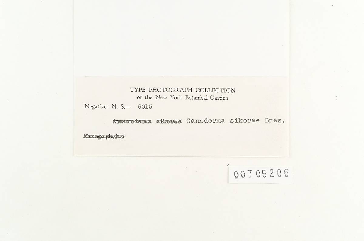Amauroderma preussii image