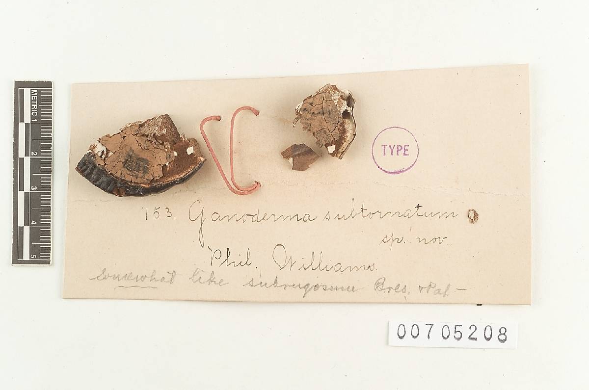 Ganoderma subtornatum image