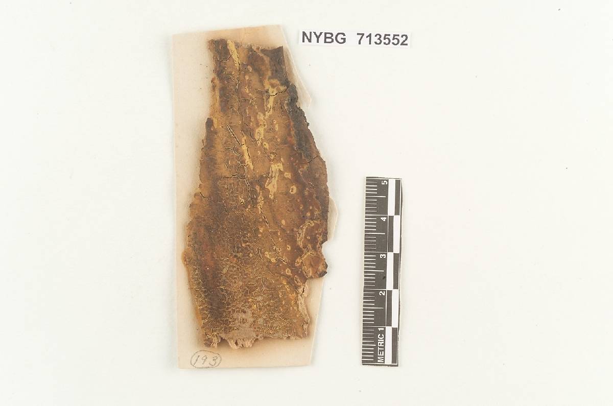 Ginnsia viticola image
