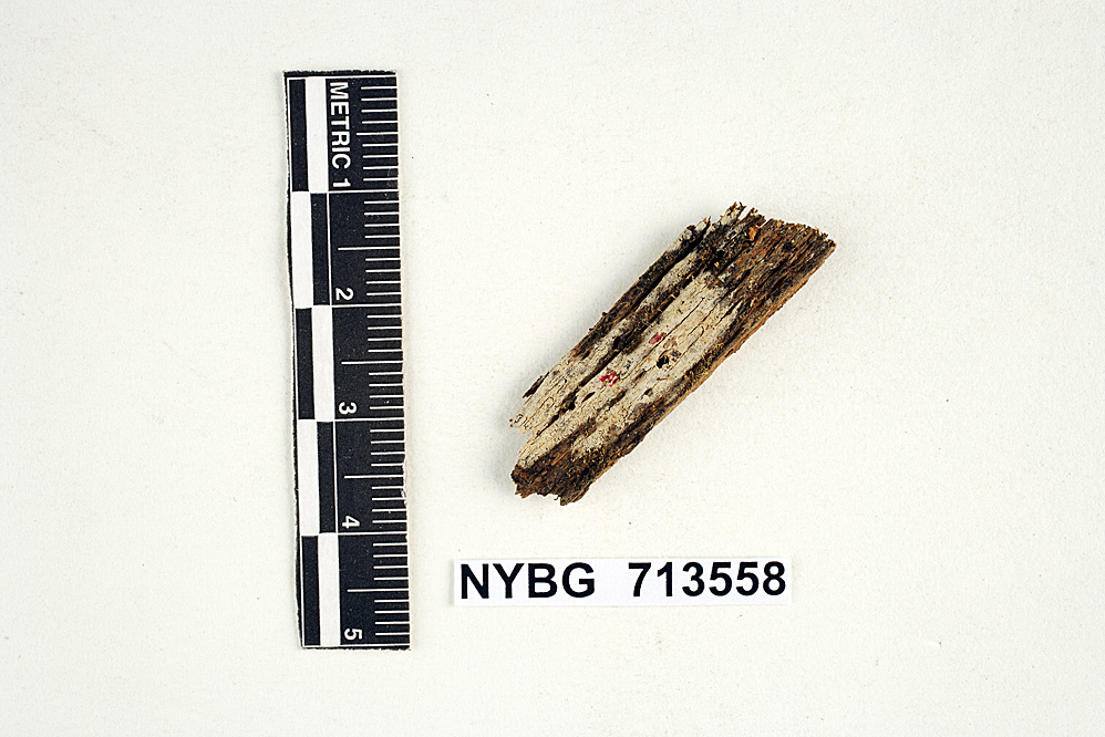 Gloeodontia subasperispora image