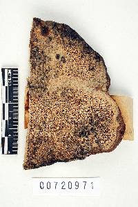 Earliella scabrosa image