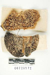 Earliella scabrosa image