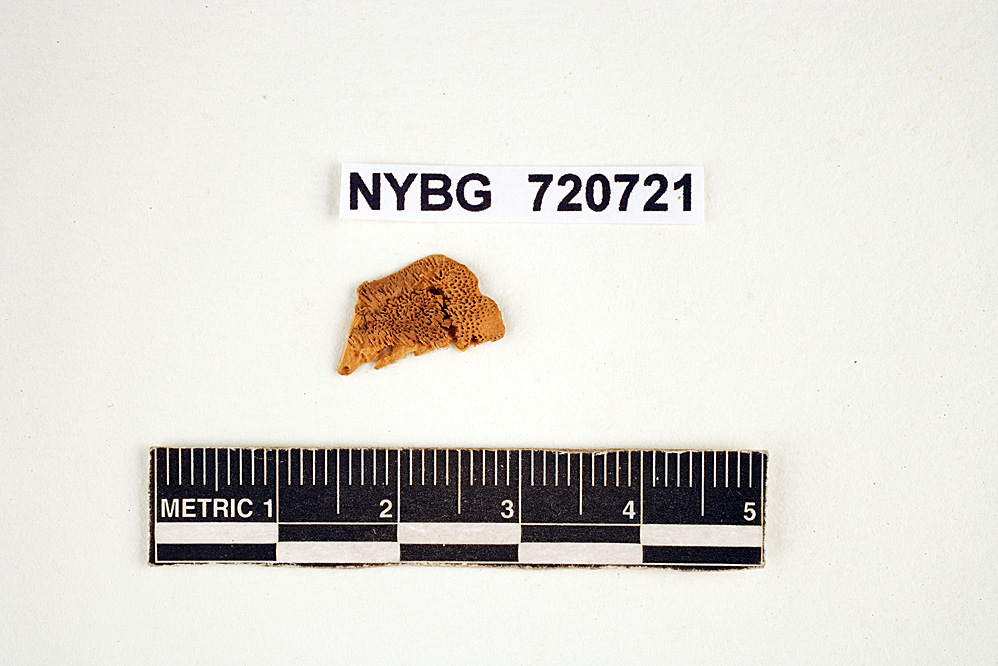 Polystictus hirtellus image