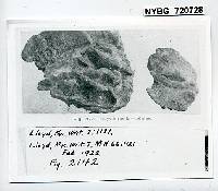 Polystictus lavendulus image