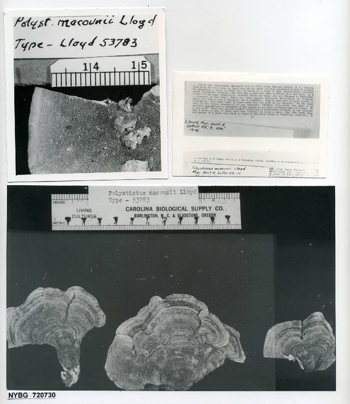 Polystictus macounii image