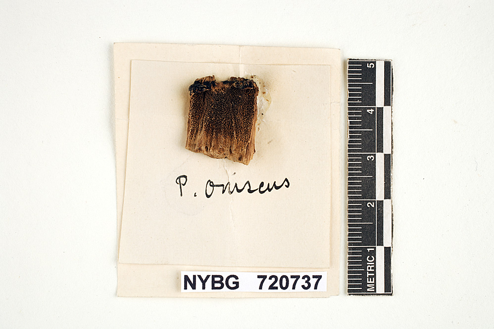 Polystictus oniscus image