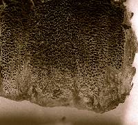 Polystictus oniscus image