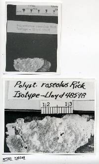 Polystictus roseolus image