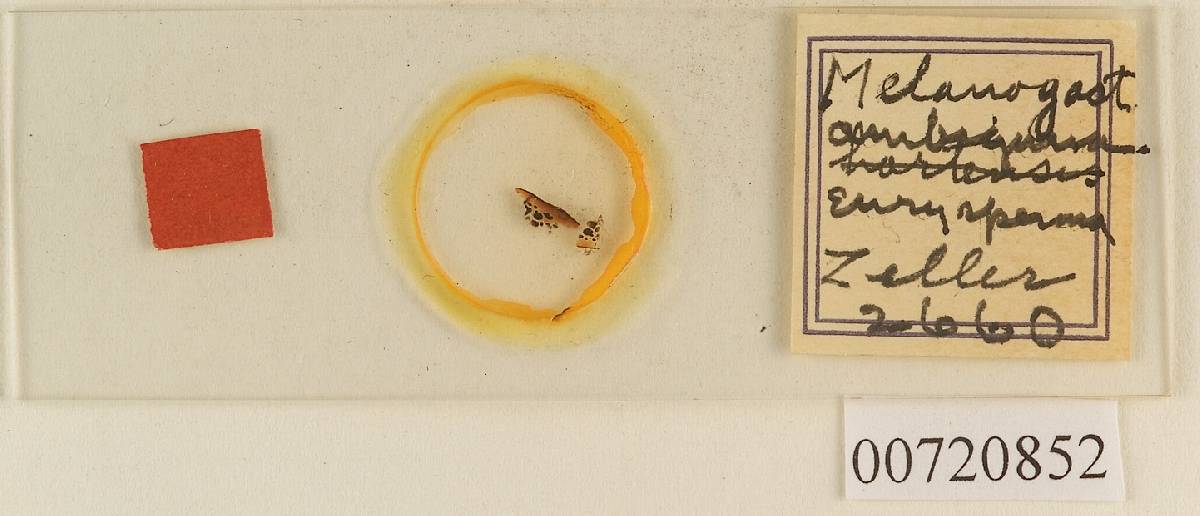 Melanogaster euryspermus image