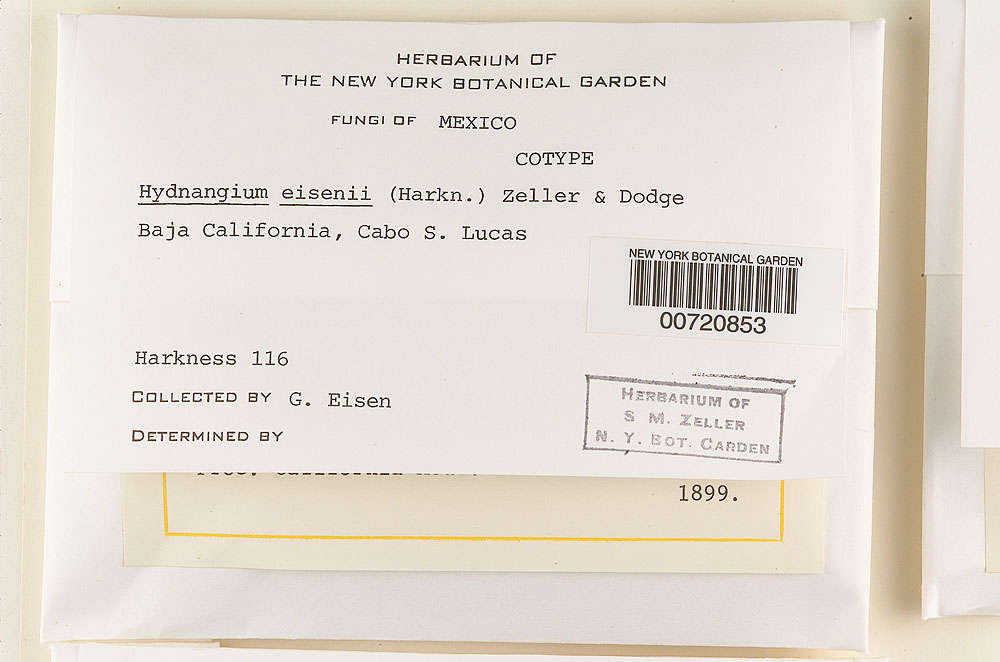 Melanogaster eisenii image