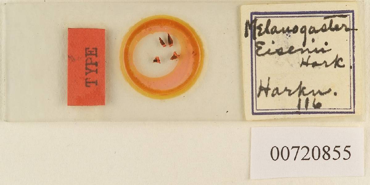 Melanogaster eisenii image