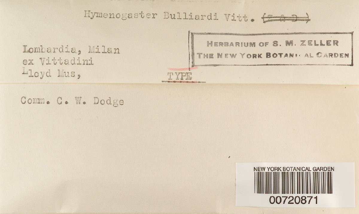 Hymenogaster bulliardii image
