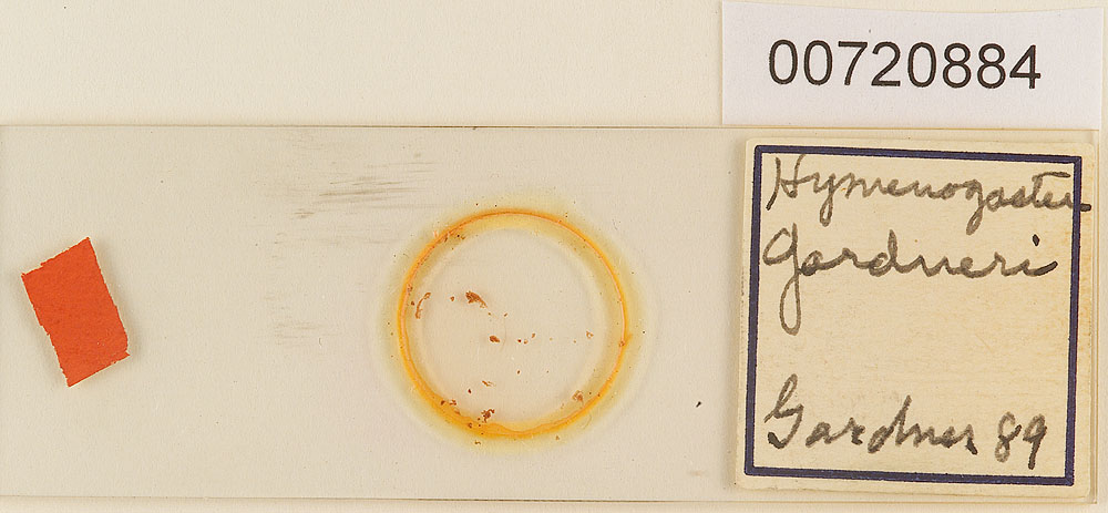 Hymenogaster gardneri image