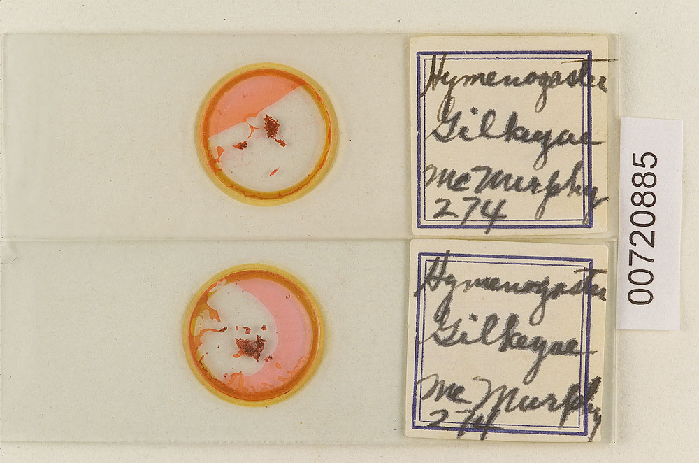 Hymenogaster gilkeyae image