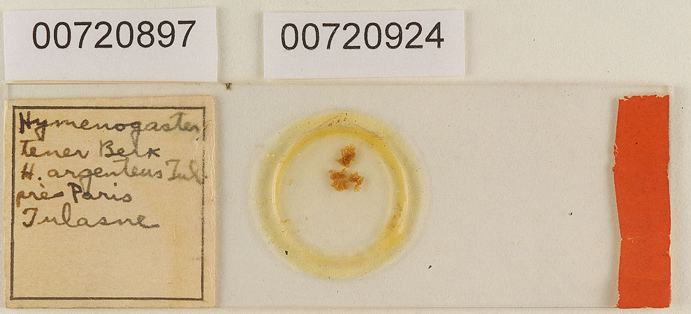 Hymenogaster argenteus image