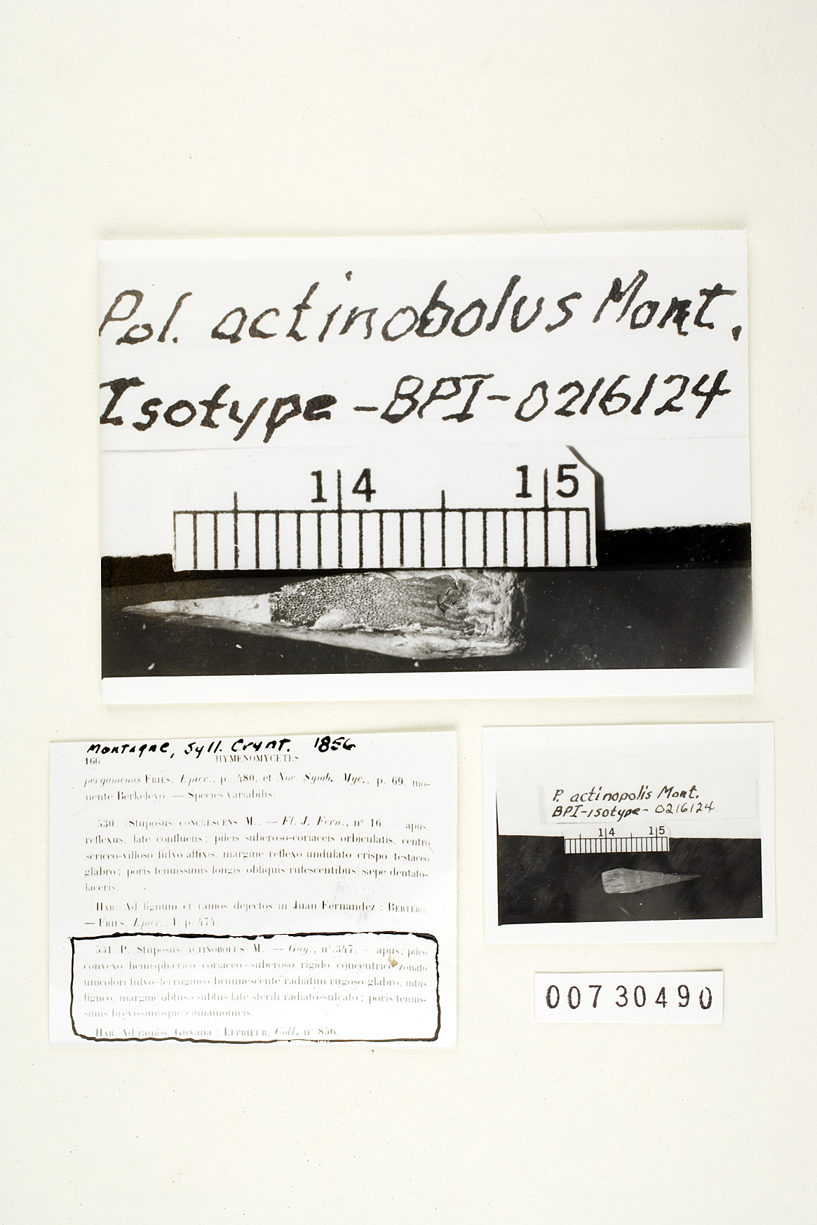 Rigidoporus ulmarius image