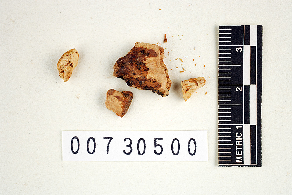 Tyromyces albogilvus image