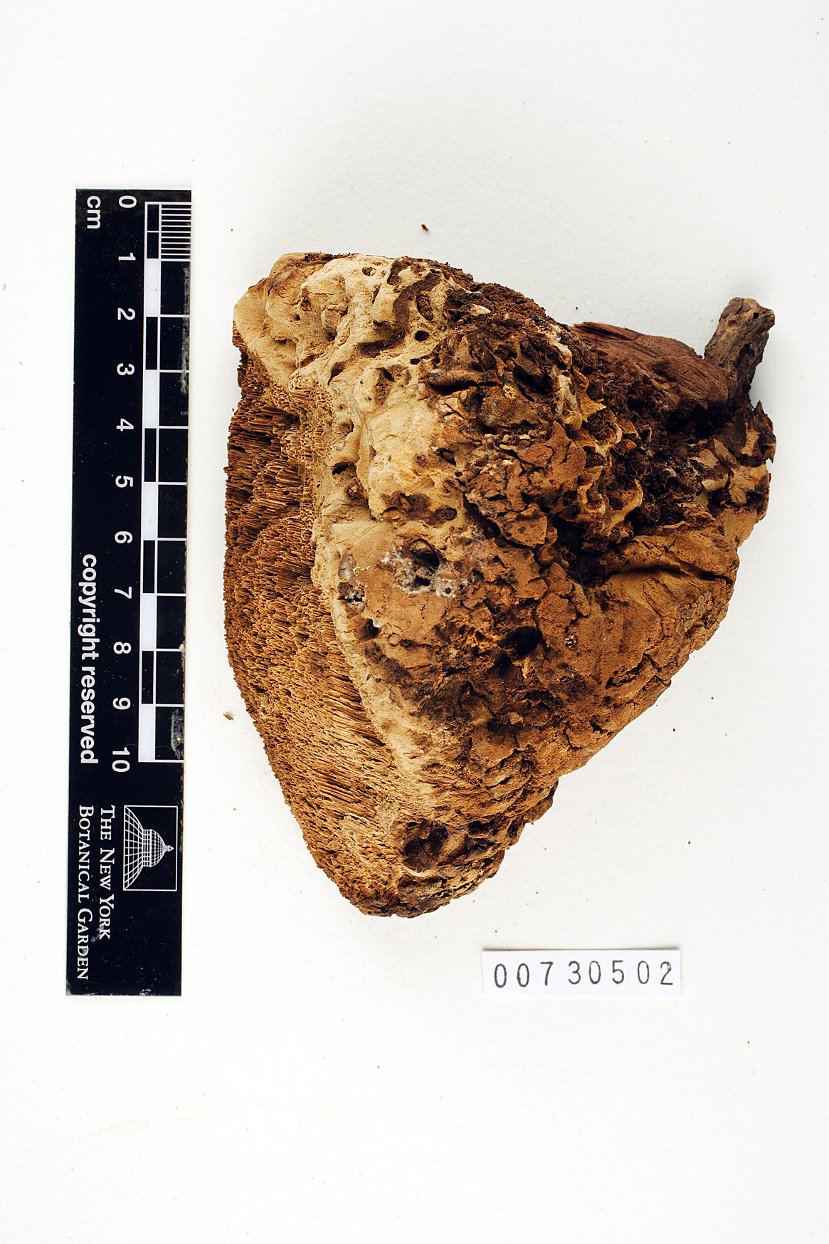 Tyromyces amarus image
